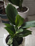 绿有意金钻盆栽植物水培绿植花卉多肉办公室内去吸除甲醛铂金钻绿公主 推荐款】金钻25-30cm3棵(早安盆) 含盆 实拍图