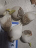 水培郁金香四季开花盆栽花卉植物客厅绿植花卉大全养不死 粉罗门小红书爆款 买10送3实发13个送彩石 实拍图
