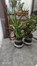 九千谷植物爬藤架包塑钢管园艺支架护花架支撑杆圆环型45CM5个装6423 实拍图