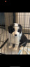 宁宠 边牧犬边牧幼犬陨石色活体边境牧羊犬幼崽宠物狗狗活体狗 宠物级 实拍图
