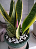 萌肉居金边虎皮兰盆栽虎尾兰耐旱桌面绿植花卉金边虎皮兰原盆源头直发 实拍图