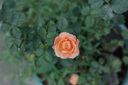佳能小痰盂 rf50f1.8 佳能r50小痰盂 人像镜头 rf28f2.8 stm人像饼干头专微全画幅标准定焦镜头 RF28 2.8【小痰盂人像长腿王】标配 实拍图