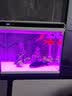森森（SUNSUN） 超白玻璃小鱼缸客厅小型桌面家用水族箱生态免换水金鱼缸 HE480超白缸+假山景ZJ-18(内置棉和滤材) 实拍图