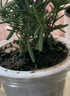 泰西丝万年青盆栽绿植懒人自吸盆植物 万年青+大号光汐吸水盆 源头直发 实拍图