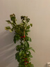 花友藤本月季花苗月季花树苗盆栽特大花苗庭院爬藤植物阳台蔷薇爬墙 胭脂扣【爬藤】大苗 1-1.3米高度多分叉 实拍图