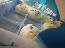 巴比小猪奶黄包300g*2包共12只儿童早餐可爱卡通手工包馒头生鲜面点 实拍图