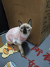 智宙猫咪衣服保暖秋冬季布偶猫背心绒衣宠物小型犬狗狗小猫幼猫防掉毛 高品质兔毛绒-粉色 S(3-4斤内) 实拍图