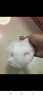 山头林村猫猫球钥匙扣可爱毛绒玩偶书包挂件女包包挂饰小饰品礼物女一分购 白猫-紫粉色瞳 实拍图