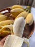 南步漳州苹果蕉 苹果香蕉皇帝蕉芭蕉粉蕉国产超甜蕉新鲜水果 苹果蕉 3斤 【普箱装】 晒单实拍图