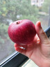 礼多果甘肃天水花牛苹果2025新鲜红蛇果老人小孩粉面水果 需要放粉 净重2.5斤 单果160g+ 实拍图