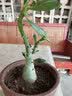 萌肉居沙漠玫瑰四季种植盆栽花卉绿植长花期室内随机色原盆土源头直发 实拍图