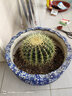 金虎狂刺仙人球盆栽植物绿植金虎超盆栽大盆栽办公室仙人掌 直径25厘米左右 不含盆 实拍图