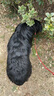 疯狂小狗中大型犬狗粮成幼犬10kg宠物金毛彩虹魔方鸡肉&鳕鱼犬粮20斤 实拍图