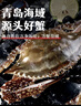 【鲜活发货】青岛梭子蟹新鲜海捕上岸鲜活大螃蟹飞蟹母蟹生鲜蟹类 【鲜活发】精选特大2斤3-6只 实拍图