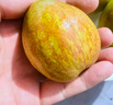 锁季新疆库尔勒香梨现摘新鲜水果脆甜香妃全母梨孕妇水果春节礼盒送礼 净重8斤精选小果 单果80-100g 实拍图