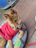 Lanswood 狗狗衣服拉布拉多金毛大型犬小型犬泰迪柯基柴犬狗衣服中大型犬 红衣-中国年兽 4X建议22斤左右 实拍图