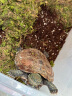 龟真寿 干苔藓 150g 乌龟过冬垫材保温保湿草龟巴西龟冬眠用品保暖苔藓 实拍图