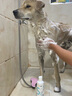 禾烁P1S2M2C4营养香波浴液宠物狗狗猫咪沐浴露清洁除臭 237ml 1瓶 【祛油型】S2 实拍图