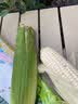 骑猴赶马漳州牛奶玉米【顺丰】生吃即食玉米新鲜采摘代餐爆浆牛奶水果玉米 【顺丰/JD】牛奶玉米 1.1斤 【2根】 【约2根】 实拍图