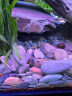 云峰海瑞清洁鱼活体热带鱼观赏鱼水族宠物工具鱼垃圾鱼老鼠鱼鱼缸除藻 茉莉豹鼠3条 实拍图