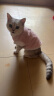 智宙猫咪衣服保暖秋冬季布偶猫背心绒衣宠物小型犬狗狗小猫幼猫防掉毛 高品质兔毛绒-粉色 S(3-4斤内) 实拍图