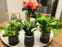 绿有意绿萝水培绿植物盆栽室内发财树富贵竹文绿箩薄荷多肉花卉四季好养 绿萝+常春藤+金钻【繁星盆】 含盆 实拍图