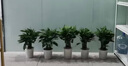 胡丽大型绿植客厅大盆栽室内客厅绿植盆栽办公室盆栽开业乔迁送礼绿植 万年青50-60厘米 含盆 实拍图