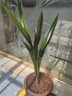 特级浓香型企黑兰花国兰客厅四季好养盆栽绿植物国花高端送礼物 高度40cm冠幅15cm特级精品兰花 3苗裸根发货 实拍图