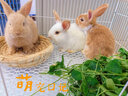 威毕兔笼兔子笼大号荷兰猪侏儒室内养宠物豚鼠刺猬小型松鼠笼子专用 白色大号-8件套 实拍图