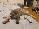 宠华仕 猫玩具逗猫棒猫咪玩具套装自动旋转蝴蝶 鱼竿逗猫杆 实拍图