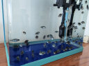 森森（SUNSUN）鱼缸过滤器三合一鱼缸水泵氧气泵小型过滤增氧循环泵 6W泵 流量增氧可调节（适合0.6米以下缸） 实拍图