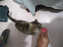 养只宠物狗狗玩具球幼犬实心球大型犬马犬磨牙弹力球宠物狗训练 普通款实心球大号约6.8CM 无规格 实拍图