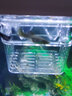 疯狂水草孔雀鱼活体水族宠物观赏鱼冷水耐活小型热带鱼淡水鱼苗 【组合装孔雀鱼8条】随机发出 实拍图
