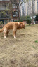 朗亲 狗粮10kg20斤金毛40拉布拉多泰迪成犬幼犬小型中型大型犬通用型 实拍图