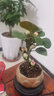 开时果 小盼菩提盆栽（带果发货）中式禅意绿植物桌面盆景源头直发包邮 莲花古陶盆+托盘+木托（3-5颗大果） 小盼菩提（带果发货-含盆植） 实拍图