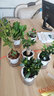 绿有意绿植盆栽多肉花卉盆栽植物室内桌面水培绿植办公室客厅植物懒人 6盆超值】绿萝组合装+肥 实拍图