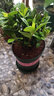 开时果 栀子花盆栽浓香型四季开花卉 阳台花卉好养绿植物源头直发包邮 加仑盆【150#栀子花】 实拍图