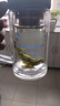 贡苑 花草茶 特优级苦丁茶100克/罐 青山绿水 精选大叶好货花草养生茶 实拍图