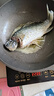 鲜活黄金鲫鱼400-500g/条 实拍图