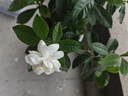 无印良品100%新疆棉花被子棉絮床褥子棉胎垫被铺底春秋纯棉被芯4斤150x200 实拍图