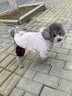 华元宠具（hoopet）猫咪衣服新年拜年服猫猫秋冬装德文保暖冬装宠物过年喜庆发财唐装 【吉祥】加绒加厚祥云唐装 M-胸围36-40cm（建议4-7斤） 实拍图