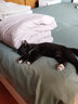 宠德多猫包外出便携包猫太空舱宠物猫咪狗狗外出双肩包猫书包12孔 侧开款灰底油画壳（18斤内猫） 实拍图