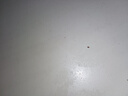 昕尚福臭虫药床上吸血虫专用药家用室内臭虫杀虫剂床上可用杀蟑螂喷雾剂 500ml 2瓶 除臭虫净 实拍图