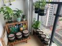 花沃里勿忘我花种子约300粒 花卉种子四季草籽家庭盆栽土阳台庭院种植 晒单实拍图