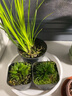 正宗日本菖蒲贵船苔黄金极姬金钱黄金极姬室内好养易活微型盆景 贵船苔小苗+黄金极姬小苗 带培育盆发货，送土送肥 实拍图