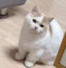 诺瑞猫粮 牛油果全期1.4kg 美幼猫毛成猫英短美短比瑞吉猫咪主粮 牛油果全期猫粮1.4kg 实拍图