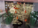 森森（SUNSUN）鱼缸增氧泵水族箱氧气泵家用小型充氧泵 5W双孔+100mm单细化套餐【气泡更细腻】 实拍图