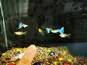 YEE不锈钢加热棒防爆自动恒温水族箱加热器鱼缸小型乌龟缸加温棒 【纯钢防爆升级】（50W）带保护套+水温计 实拍图