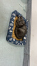 KERRY宠物凉席窝猫窝狗窝狗睡垫 夏季睡垫凉席垫 猫咪狗狗冰垫宠物用品 亚麻蓝猫凉席窝 40*30cm(建议5斤) 实拍图