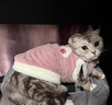 智宙猫咪衣服保暖秋冬季布偶猫背心绒衣宠物小型犬狗狗小猫幼猫防掉毛 高品质兔毛绒-粉色 S(3-4斤内) 实拍图